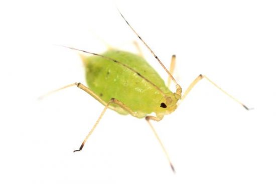 Close-up Image of aphid to help in identification
