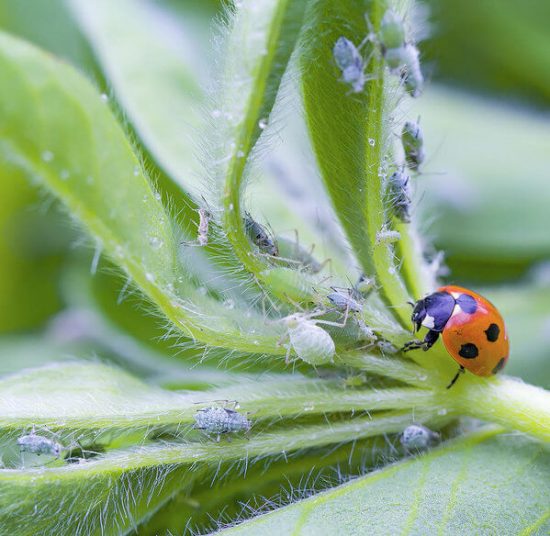 Ladybug is beneficial insect that is killing aphids on plants