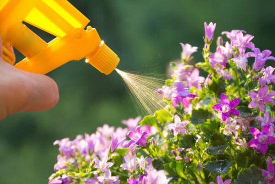 Gardener spraying soap solution over plant
