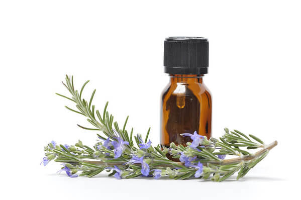 Essential oil with fresh rosemary to fight aphids