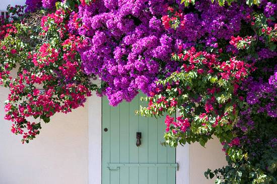 Door shaded by bougainville