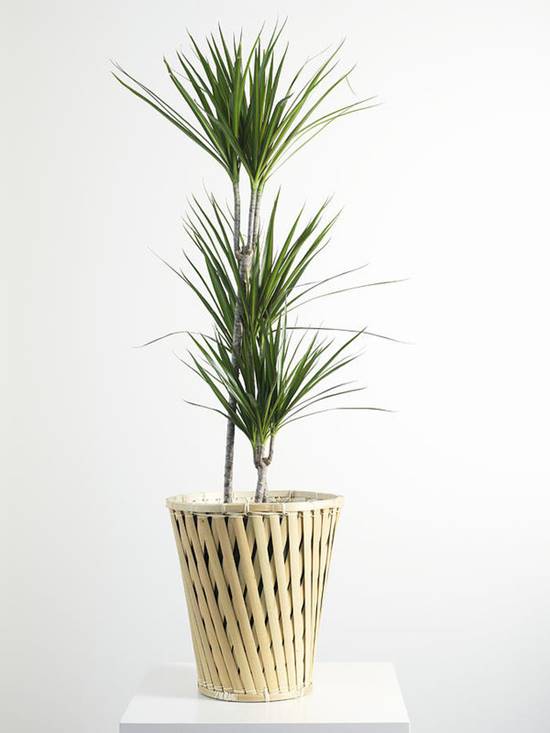 Palm tree in basket