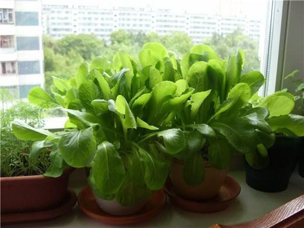Spinach on a windowsill