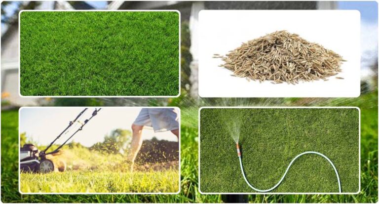 How Long Does it Take For Grass to Grow | The Detailed Guide
