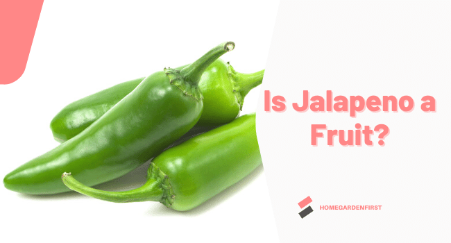 Is Jalapeno a Fruit or Vegetable? All about Jalapeno