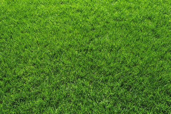 Green Lawn Grass