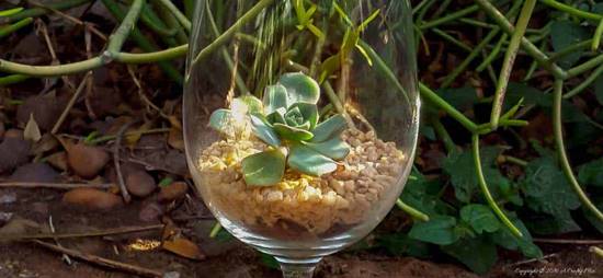 mini succulent terrarium