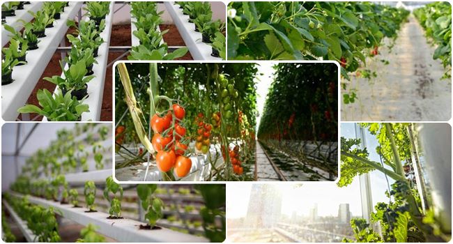 20 Fast Growing Hydroponic Plants | Hydroponic Vegetables, Fruits and Herbs