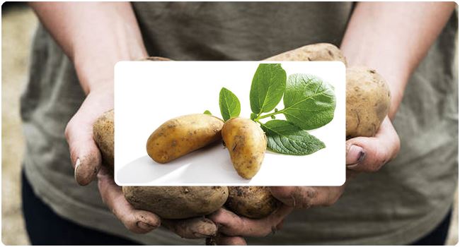 How Long Does it Take to Grow Potatoes: Potato Harvest Time