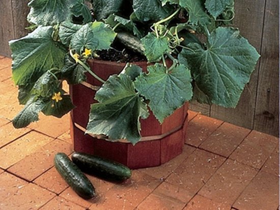 Bush cucumber variety