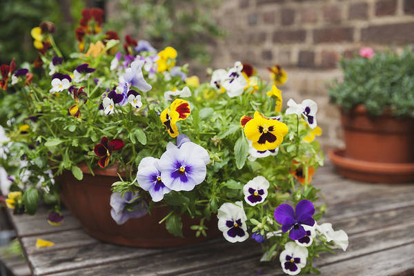 pansies in a pot