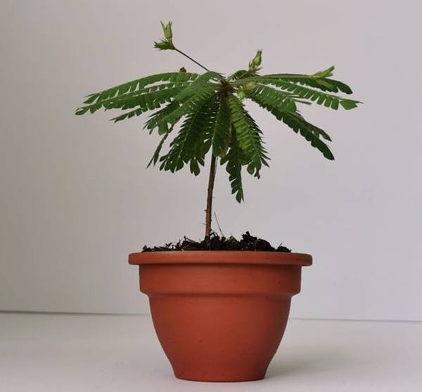 Mimosa pudica in a pot