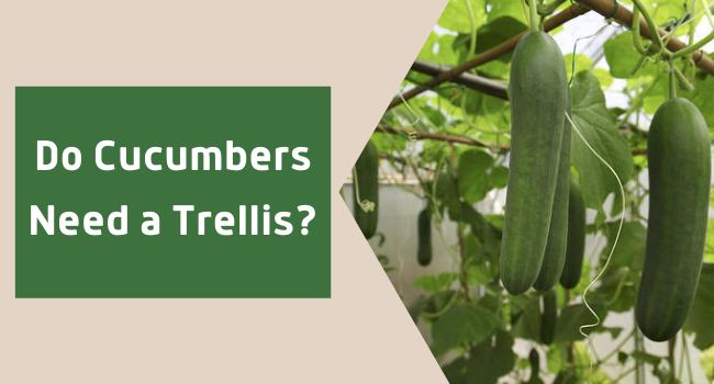 Do Cucumbers Need a Trellis? All about Trellising Cucumbers!