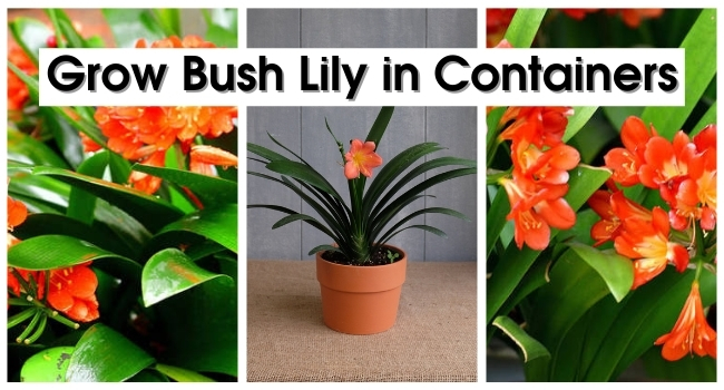 Grow Bush Lily in Containers