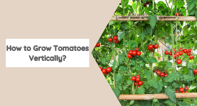 How to Grow Tomatoes Vertically | Vertically Grow Tomatoes