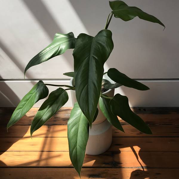 Philodendron domesticum Siversword