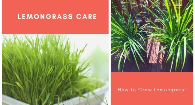 Lemongrass Care | How to Plant, Grow, and Harvest Lemongrass