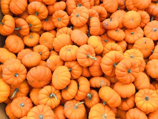 Is pumpkin a fruit or vegetable