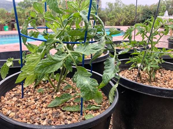 Tomato plant trellis