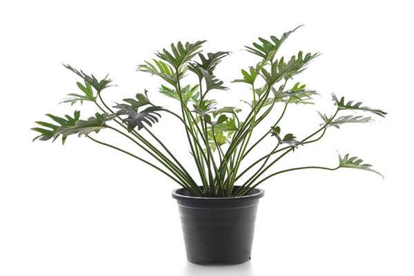 philodendron xanadu plant
