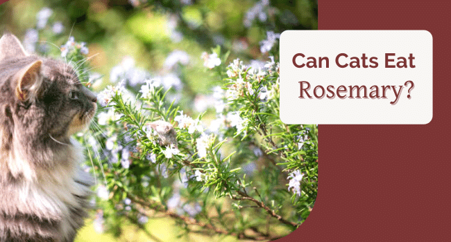 Can Cats Eat Rosemary? Is Rosemary Safe for Cats?