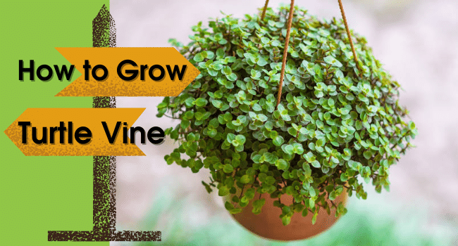 How to Grow Turtle Vine | Turtle Vine Care at Home