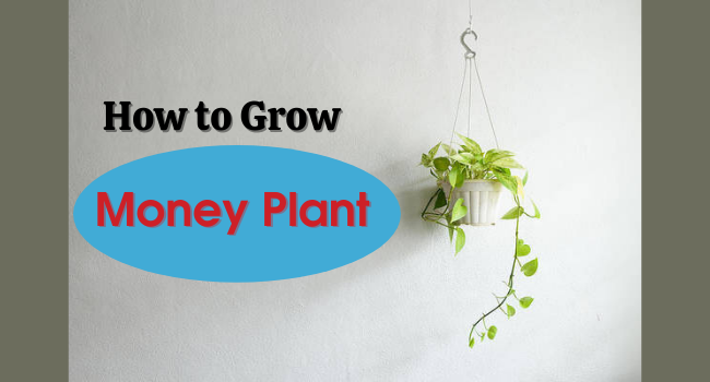 How to Grow Money Plant in Soil and Water | Money Plant Care