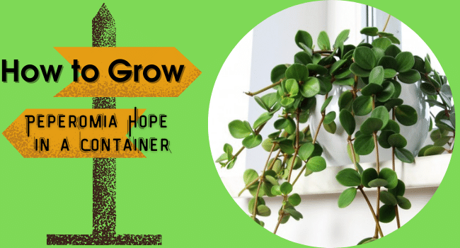 How to Grow Peperomia Hope in Container | Peperomia Hope Care