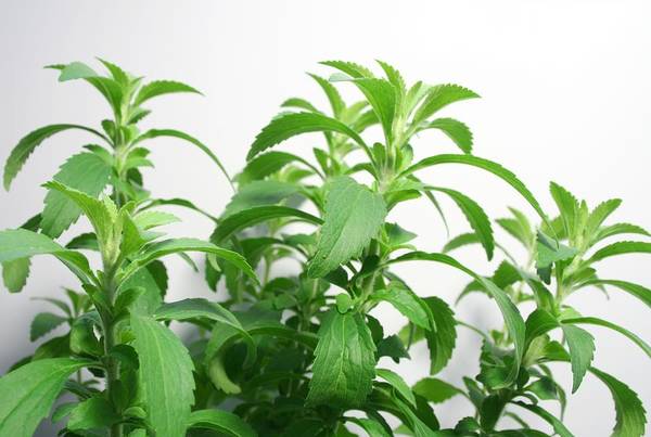 stevia herb close-up