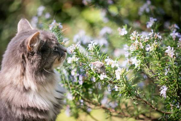 can cats eat rosemary