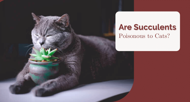 Are Succulents Poisonous to Cats?