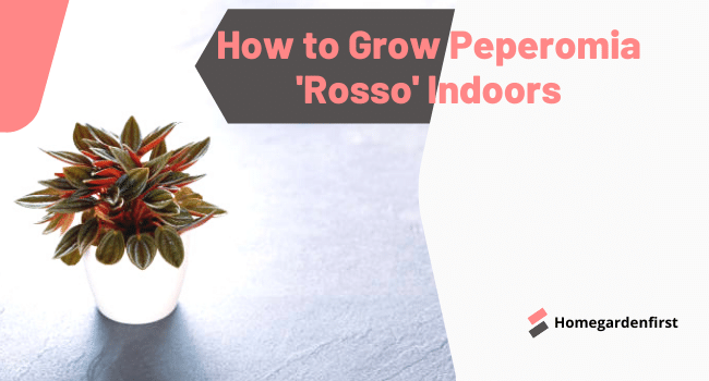 How to Grow Peperomia Rosso Indoors | Peperomia Rosso in Container