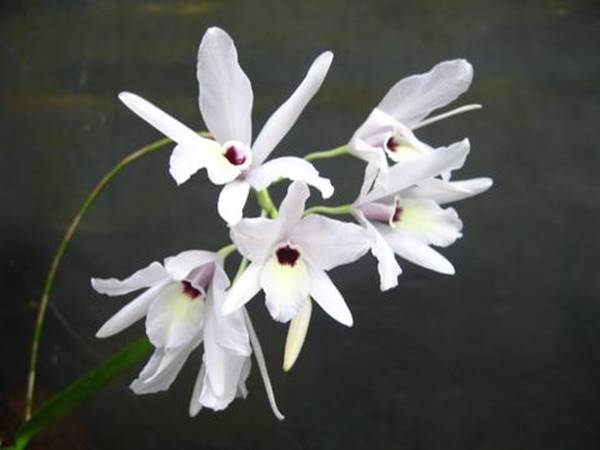 Laelia rubescens orchid blooms