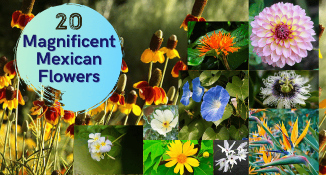 20 Magnificent Mexican Flowers | Flowers Native to Mexico