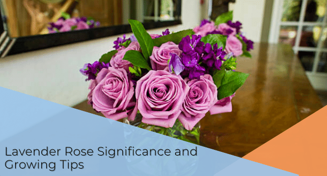 Lavender Rose Significance and Growing Tips