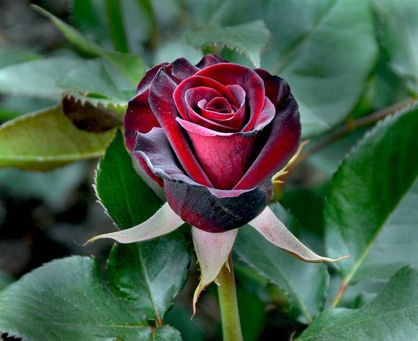 black baccara rose close up