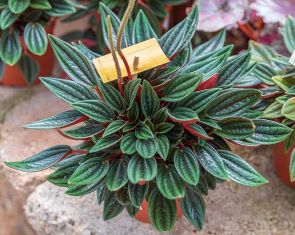 Peperomia Russo in 4-inch pot