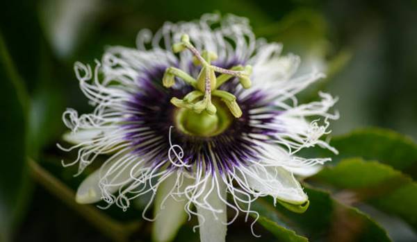 mexican passion flower close-up
