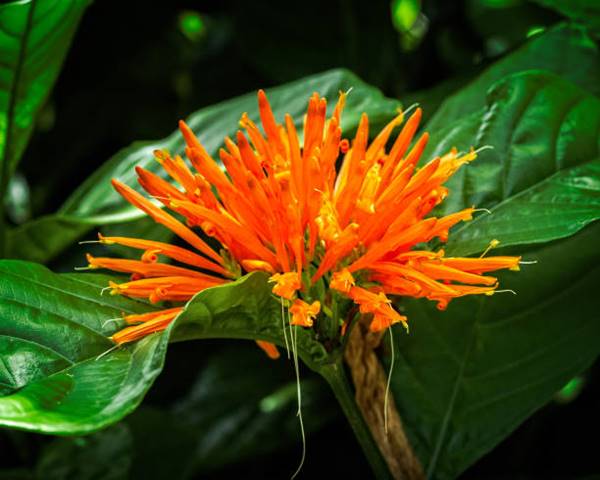 Mexican Honeysuckle flower (Justicia spicigera) 