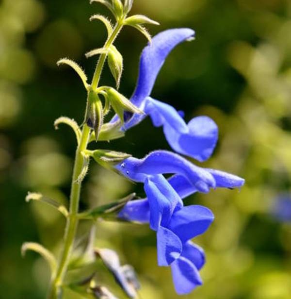 Gentian Sage (salvia patens) Flower