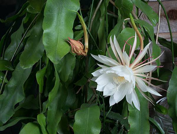 Epiphyllum Oxypetalum Care and Growing Tips!