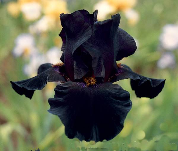 Hello darkness 'iris'