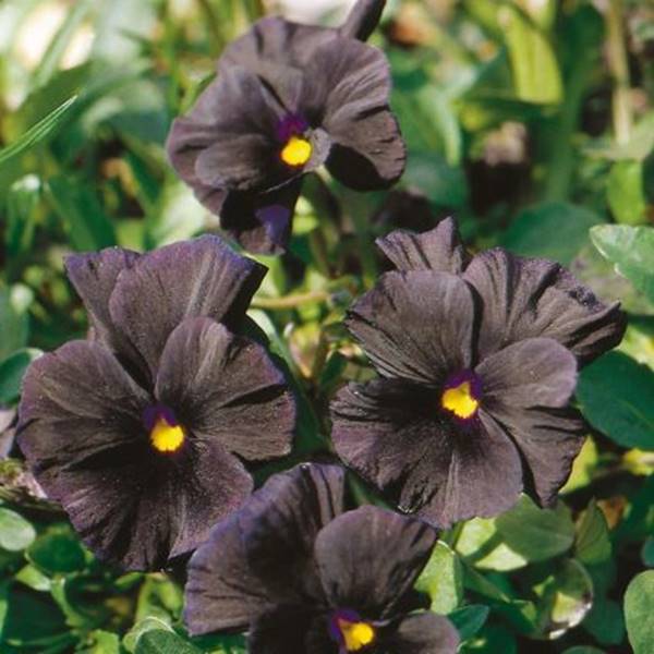 violet black magic blooms