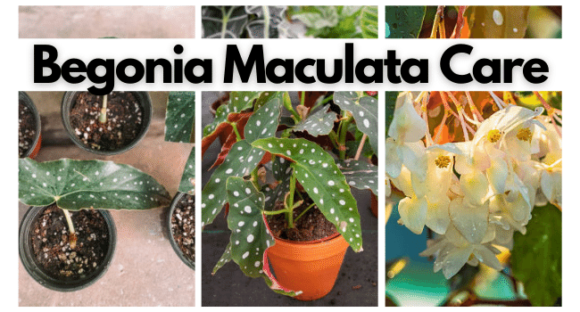 Begonia Maculata Plant: Care & Growing Guide for Begonia Maculata