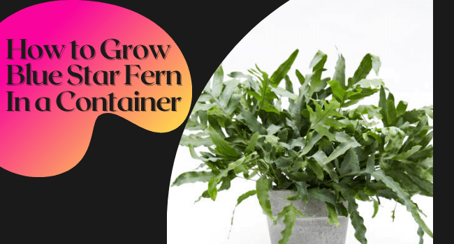 How to Grow Blue Star Fern in Container | Phlebodium aureum Care