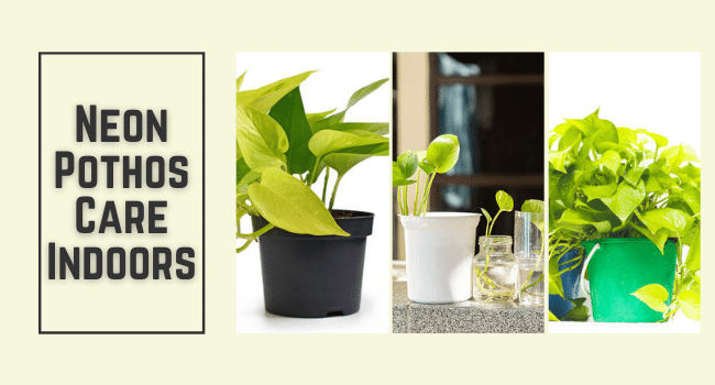 Neon Pothos Indoors | How to Grow & Care for Neon Pothos in Container