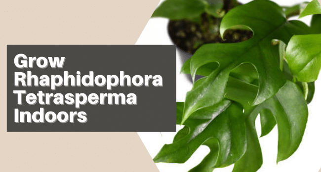Rhaphidophora Tetrasperma Indoor Care | Mini Monstera in Container