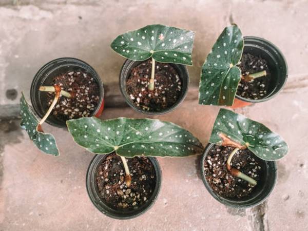 Propagating begonia maculata
