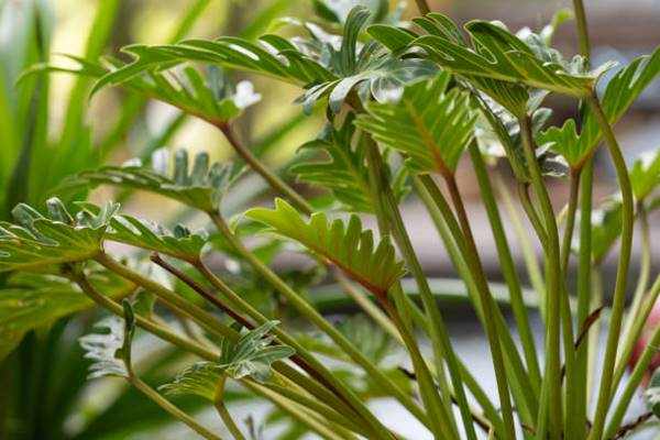 Philodendron Bipinnatifidum close up