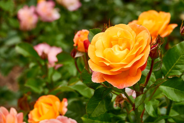 orange rose bloom